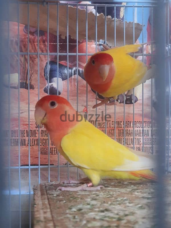 love bird pair 3