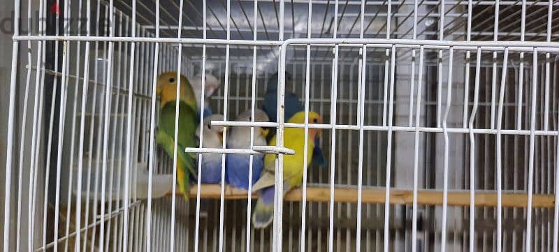 love birds 2