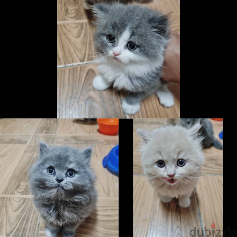 للبيع كتنز kittens for sale 0