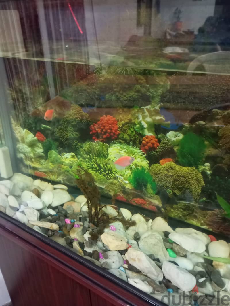 Complete fish tank with fishes and fish food 0