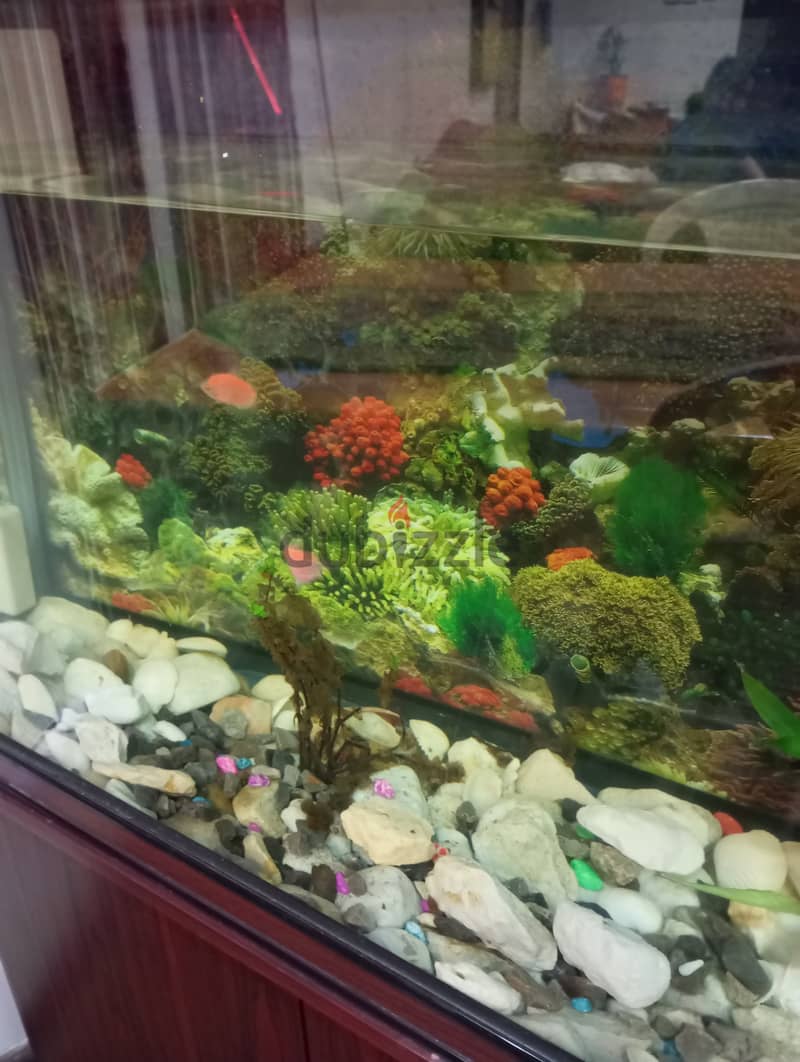 Complete fish tank with fishes and fish food 1