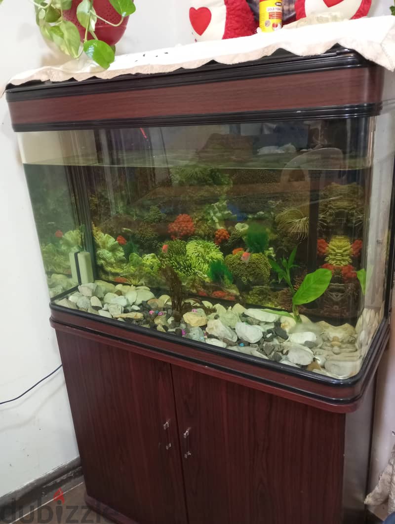 Complete fish tank with fishes and fish food 2