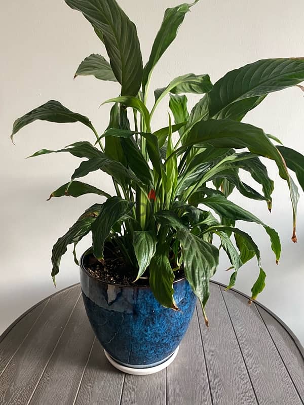 Peace Lily with Pot 0