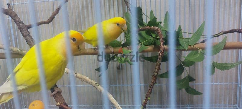 red eyes yellow face lovebird pair for sale 0