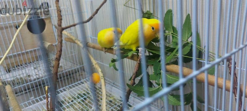 red eyes yellow face lovebird pair for sale 1