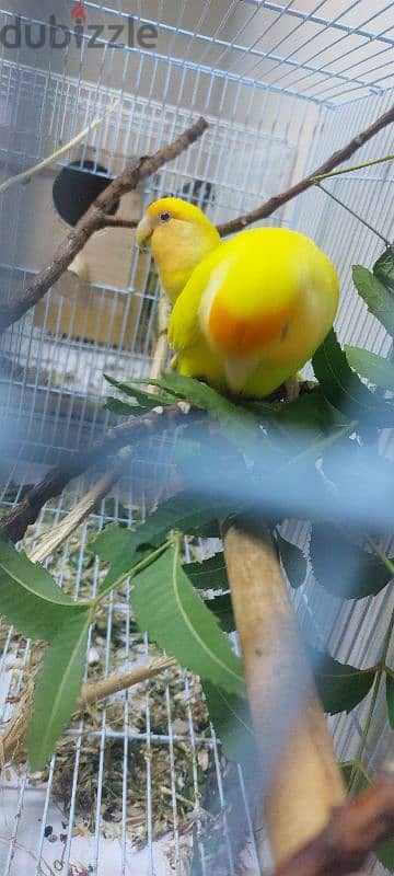 red eyes yellow face lovebird pair for sale 2