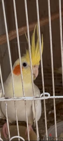 cockatiels