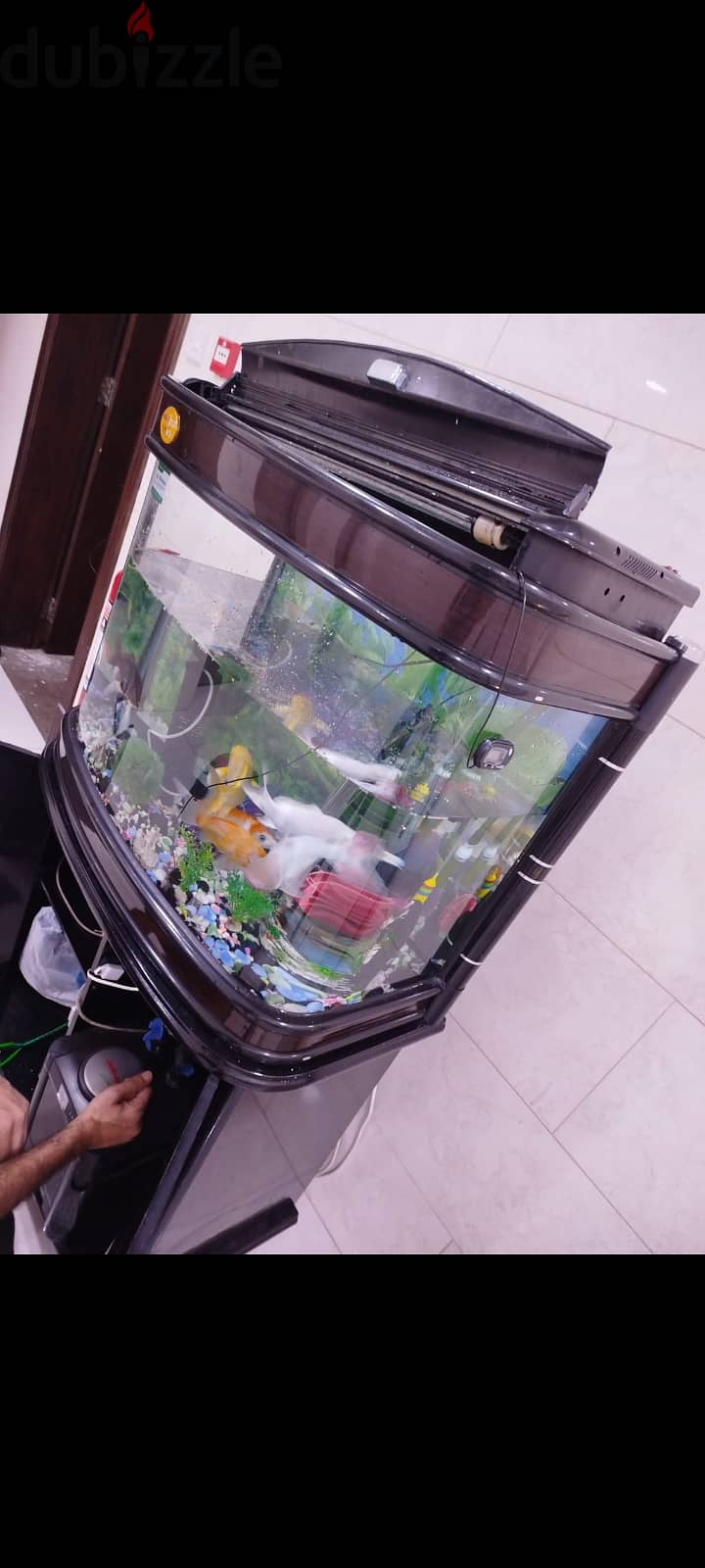 Fish aquarium for sell Included 7 fish only 65 bhd 0