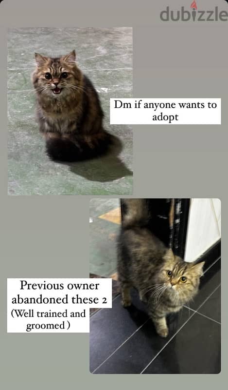 Cats abandoned by owner 0