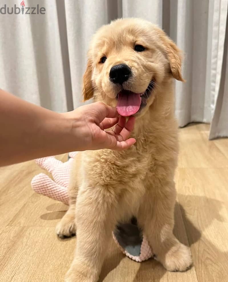 Trained. G-retriever puppy for sale. ‬ 0