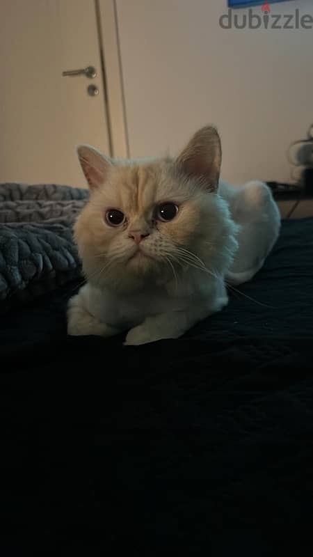 Female & male Persian  cat for adoption urgent 1