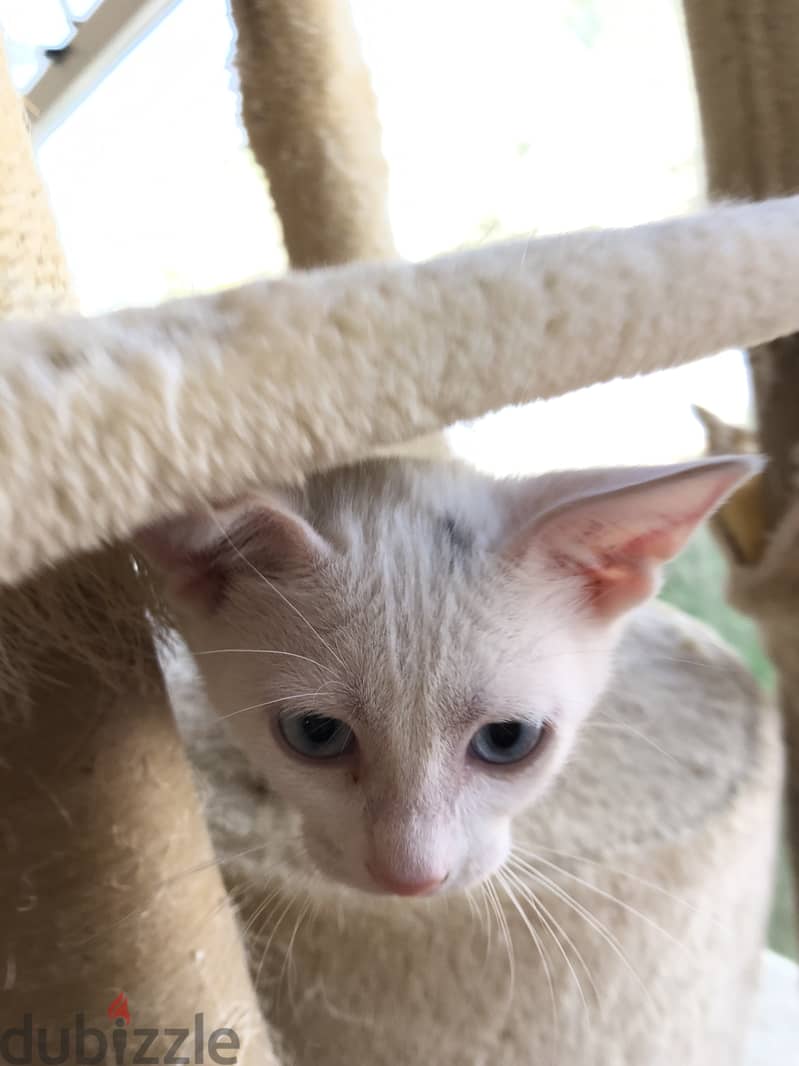 Kitten for adoption 5