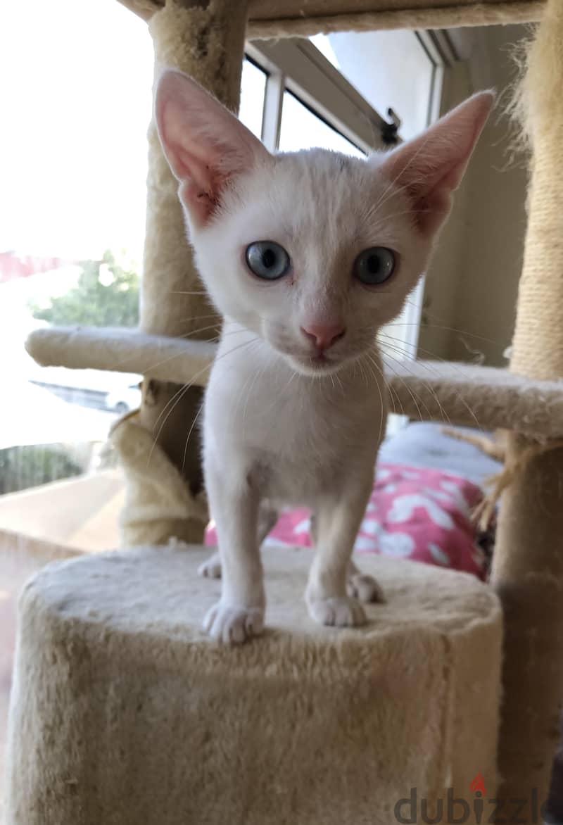 Kitten for adoption 6