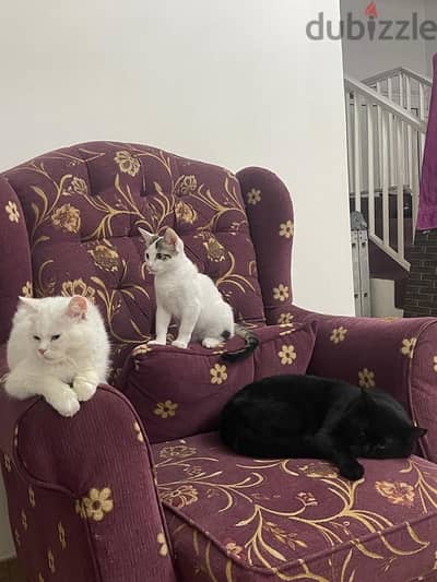 3 cats for adoption Free all