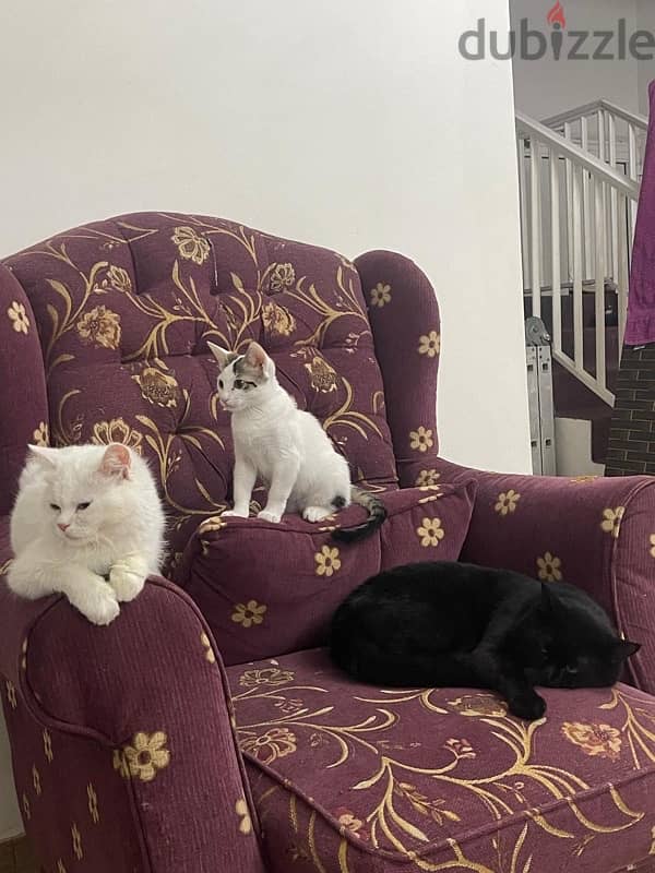 3 cats for adoption Free all 0