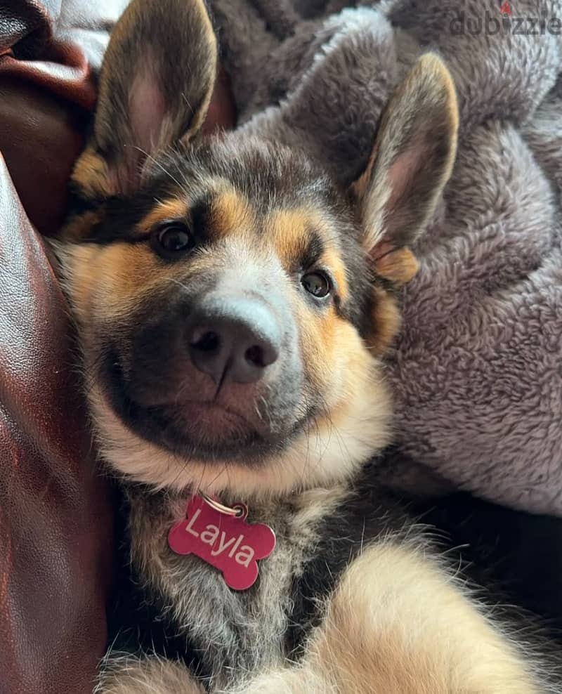 ‬ ‬German Shepherd  for sale. 0