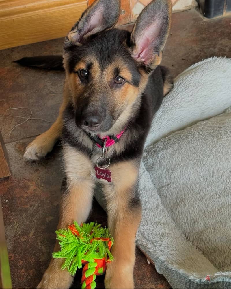 ‬ ‬German Shepherd  for sale. 1