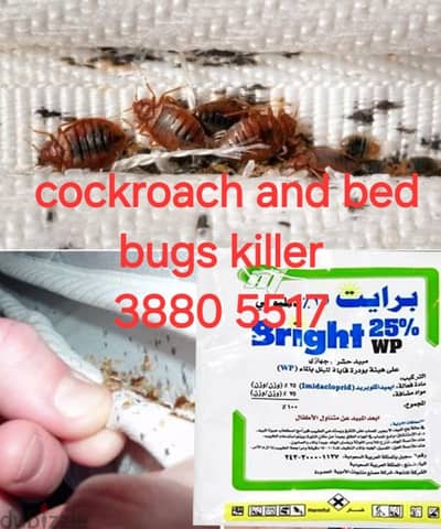 cockroach