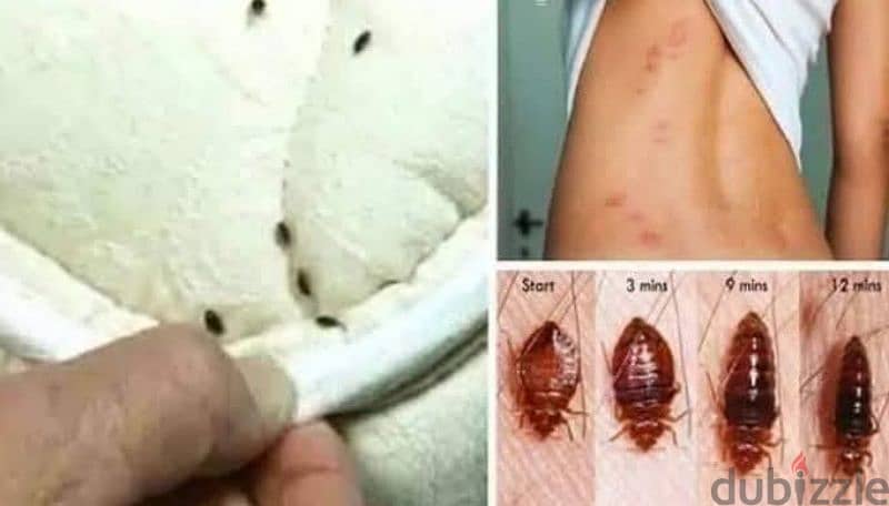 cockroach and bed bugs killer 1