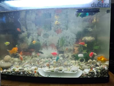 Aquarium with 19 fishes for 90 BHD