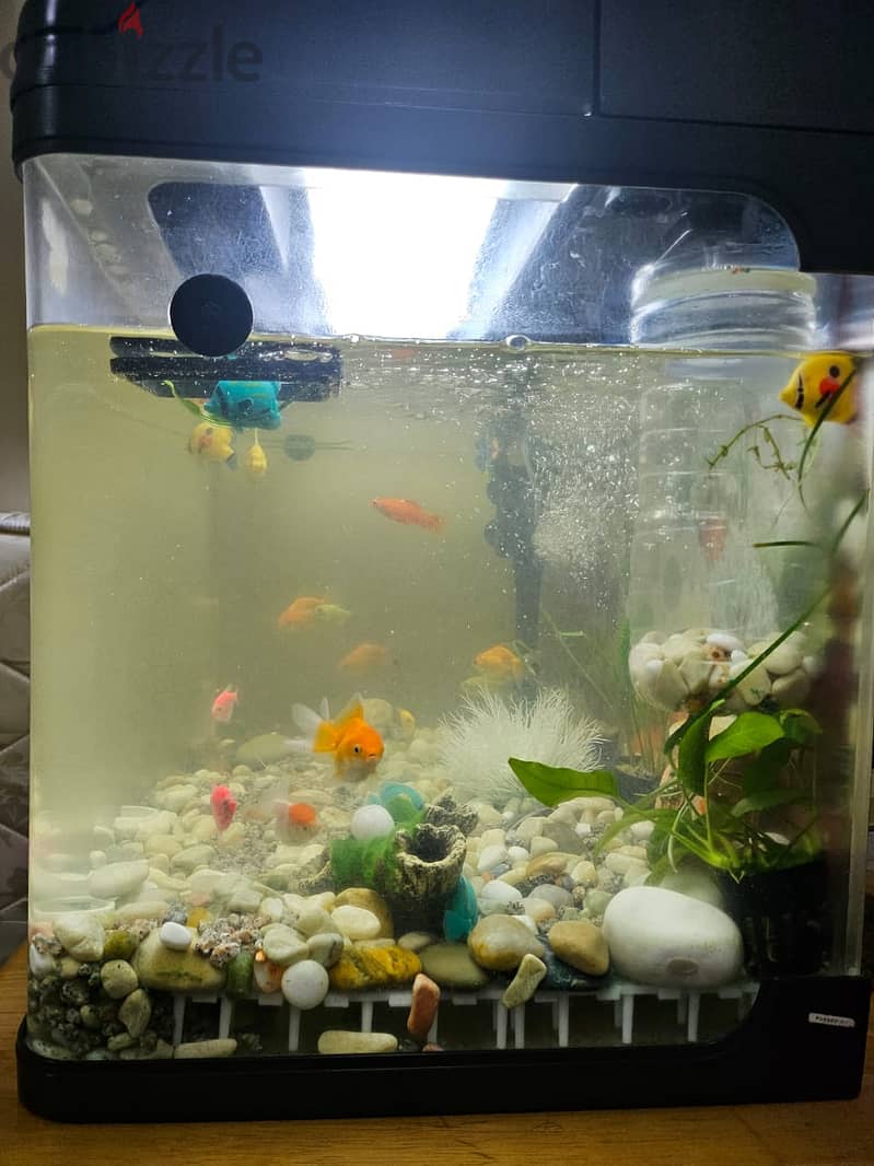 Aquarium with 19 fishes for 90 BHD 17