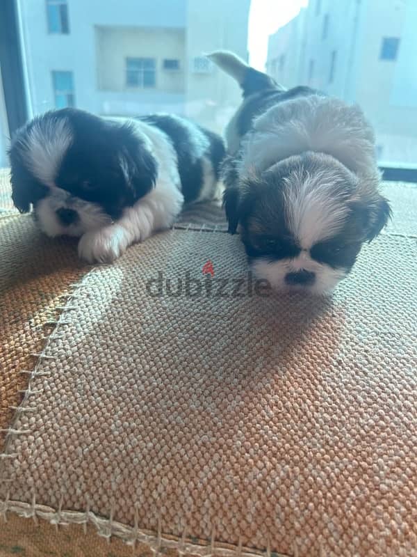 2 Shih tzu puppies for sale!! 0