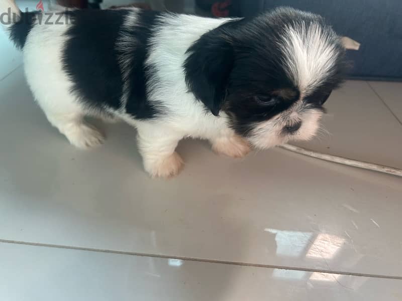 2 Shih tzu puppies for sale!! 1