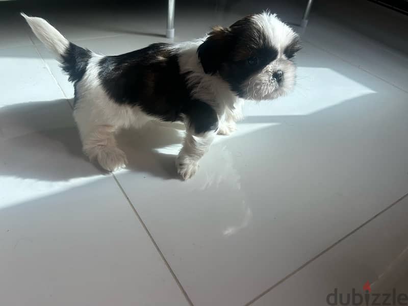 2 Shih tzu puppies for sale!! 3