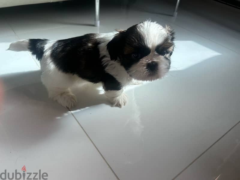 2 Shih tzu puppies for sale!! 4