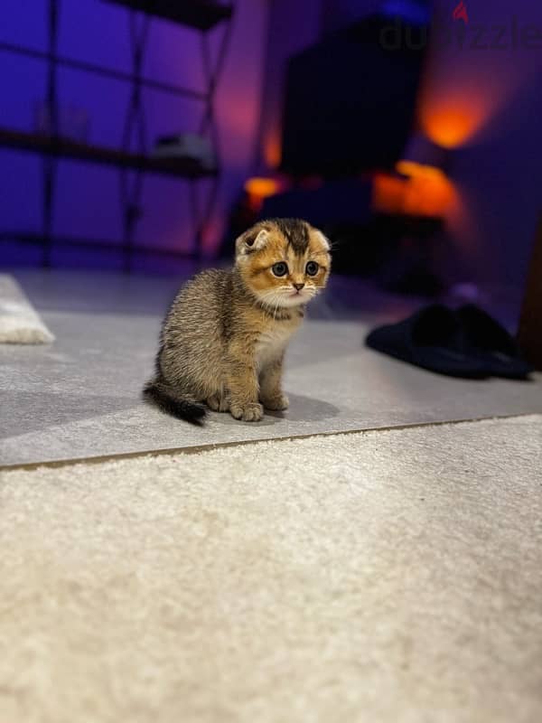 scottish fold and straight kittens for sale 0