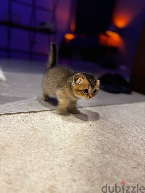 scottish fold and straight kittens for sale 2