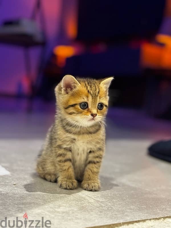 scottish fold and straight kittens for sale 3