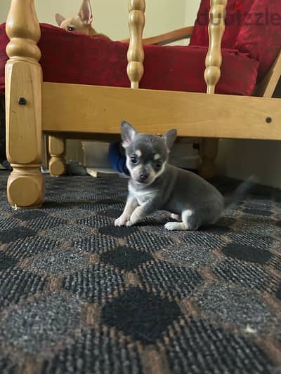 for sale mini Chihuahua