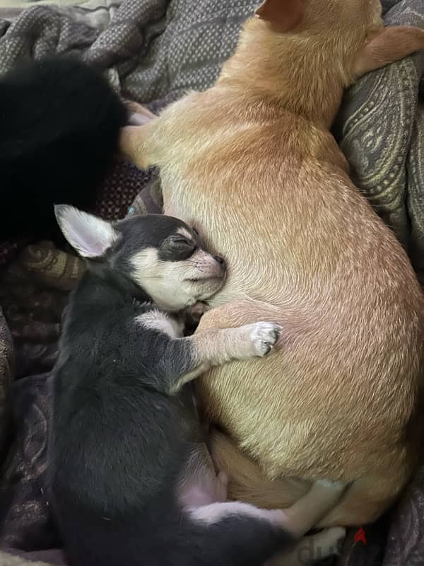 for sale mini Chihuahua 1