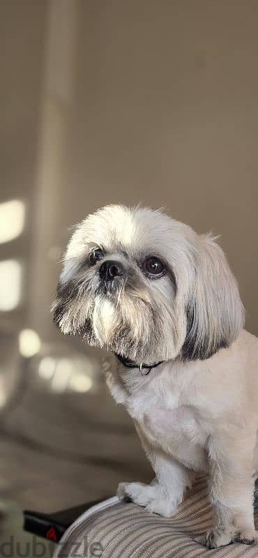 Shih tzu Male