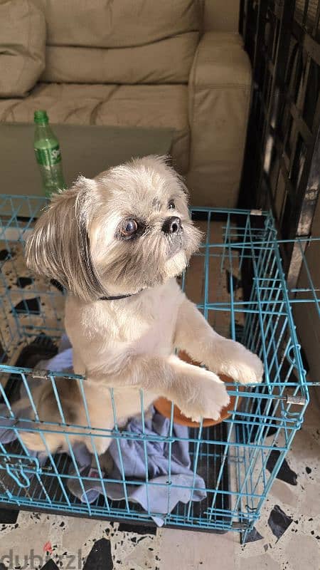 Shih tzu Male 1