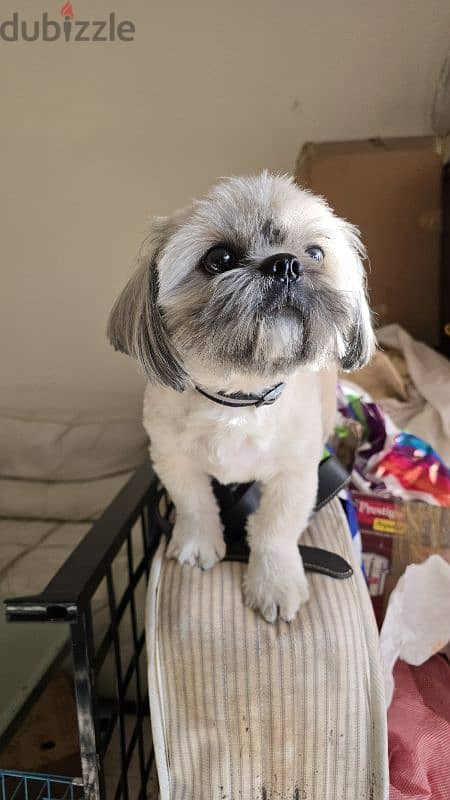 Shih tzu Male 2