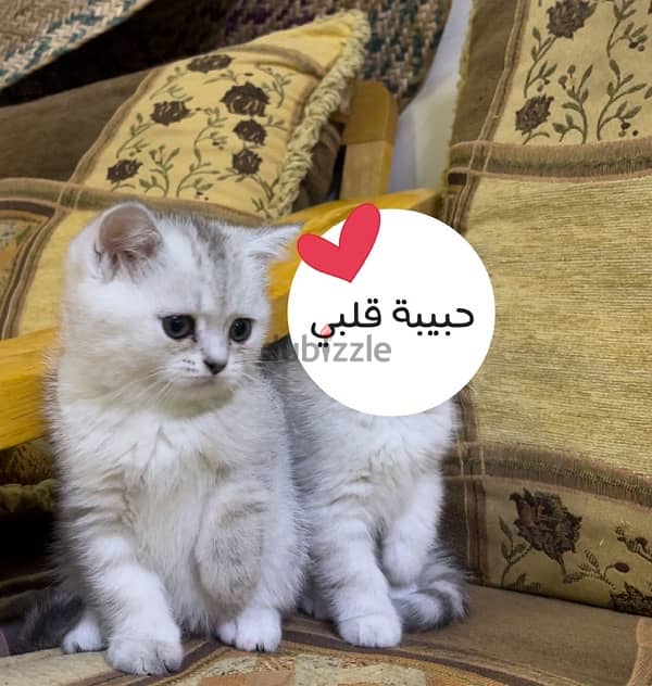 A SILVER SCOTTISH KITTEN / كتن سكوتش سيلفر 0