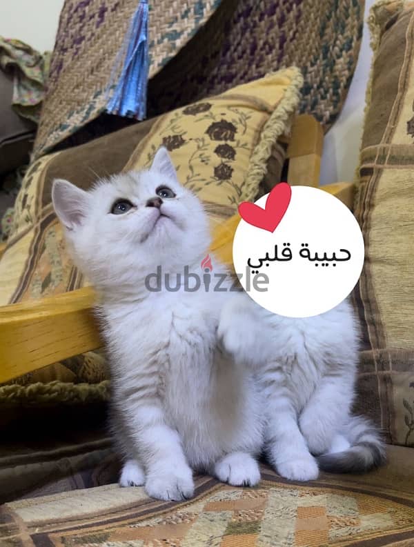 A SILVER SCOTTISH KITTEN / كتن سكوتش سيلفر 1