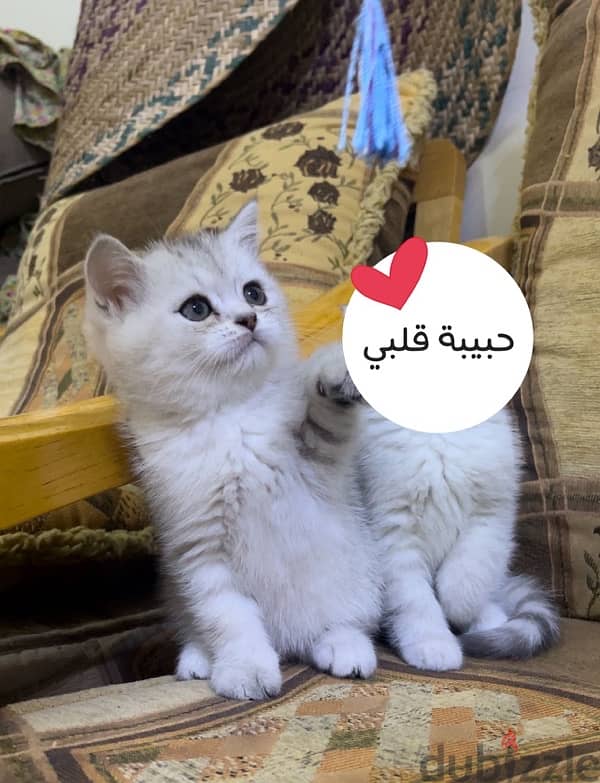 A SILVER SCOTTISH KITTEN / كتن سكوتش سيلفر 2