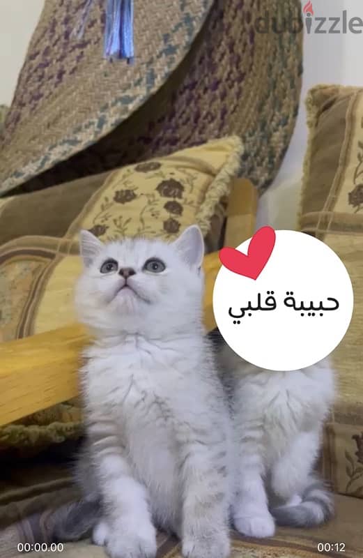 A SILVER SCOTTISH KITTEN / كتن سكوتش سيلفر 3