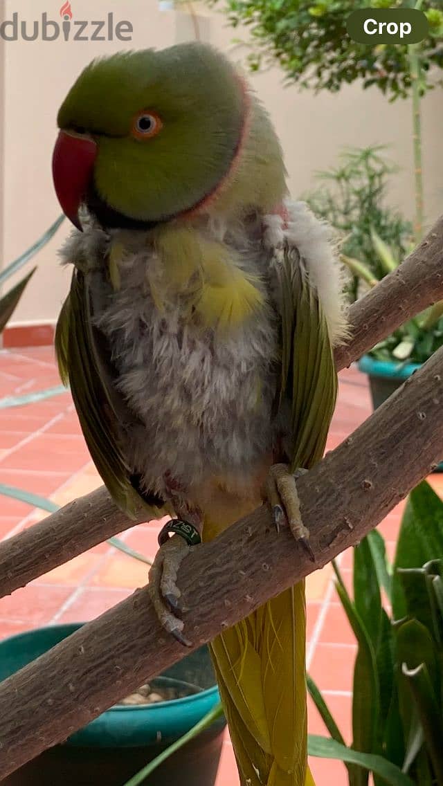 If you find this bird, please let me know 0