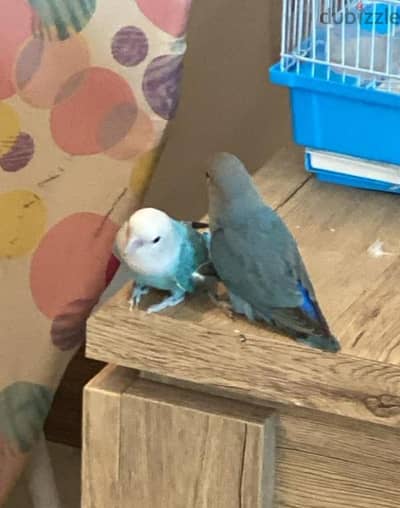 friendly love birds for sale