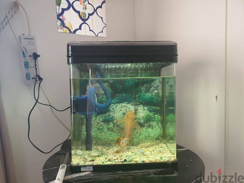 Aquarium for sale 0