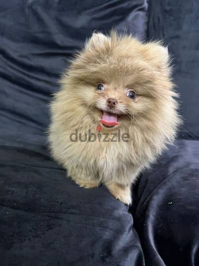 3 months pomeranian puppy