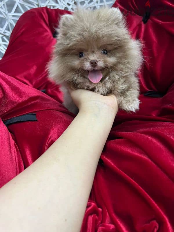 3 months pomeranian puppy 1