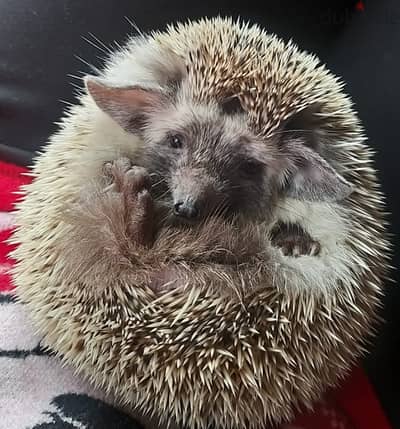 cute Hedgehog for sale