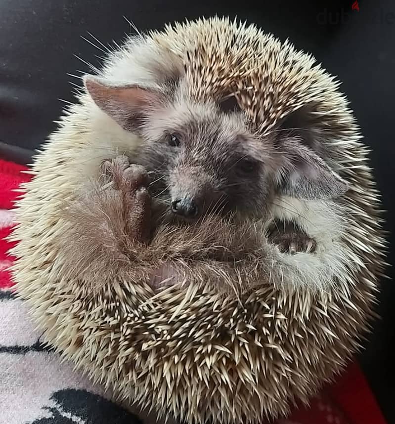 cute Hedgehog for sale 0