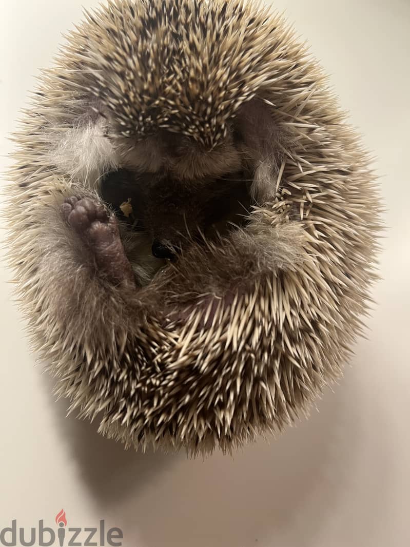 cute Hedgehog for sale 1