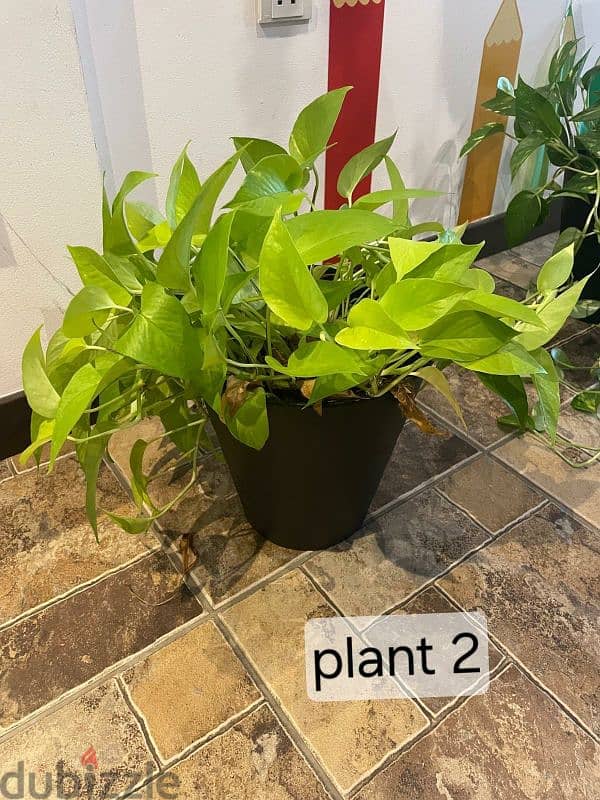 Plants 1